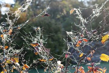 Cobwebs in a garden in autumn