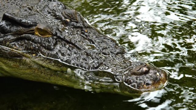 Close up view of the head of a large crocodile resting on the water surface on a sunny da in springtime