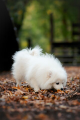 white pomeranian small dog puppy
