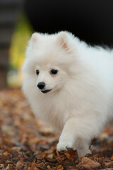 white pomeranian small dog puppy