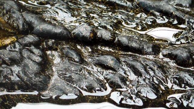 Close up view of the head of a large crocodile resting on the water surface on a sunny da in springtime