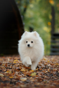 white pomeranian small dog puppy