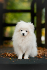 white pomeranian small dog puppy