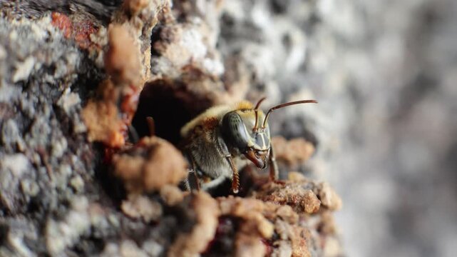 Close-up macro shot of stingless bees, a species that produces medicinal honey in the rainy forests of Peru, sustainably harvested by native communities