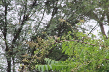 Fototapeta premium green leaves on a branch
