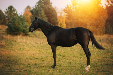  black horse