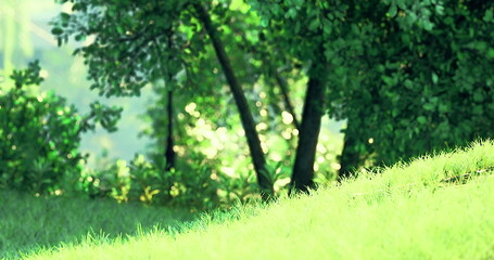 Fototapeta premium Sunlight filters through the leafy trees, casting a soft glow on the vibrant grass. This serene area invites relaxation and enjoyment of natures beauty during a warm day.