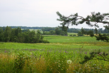 Latvian summer landscape. Representation of ecology and simplicity.