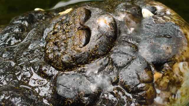 Close up view of the head of a large crocodile resting on the water surface on a sunny da in springtime