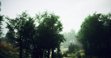 Lush green trees rise majestically in a foggy forest. The soft morning light filters through the mist, creating a tranquil atmosphere. Nature thrives in this serene woodland setting.