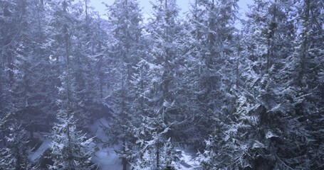 A serene winter landscape featuring tall evergreen trees blanketed in snow. The soft morning light casts a tranquil glow over the scene, highlighting the beauty of nature in winter.