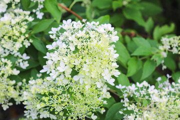 Beautiful white Hydrangea blossoms.