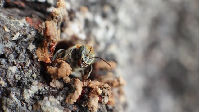 Close-up macro shot of stingless bees, a species that produces medicinal honey in the rainy forests of Peru, sustainably harvested by native communities