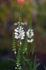 Physostegia virginiana. White flowers in the summer garden. Floral background.