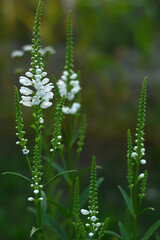 Physostegia virginiana. White flowers in the summer garden. Floral background.
