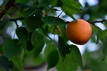 A bunch of natural organic  ripe apricots. Food summer background. 