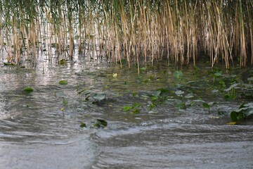 Water lilies on the shore of a lake in the morning