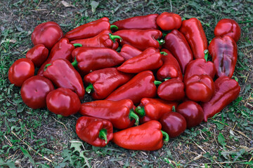 Red bell peppers on the farm. Nature food background.red sweet paprika harvest in the village. Organic peppers from garden. 