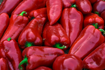 Red bell peppers on the farm. Nature food background.red sweet paprika harvest in the village. Organic peppers from garden. 