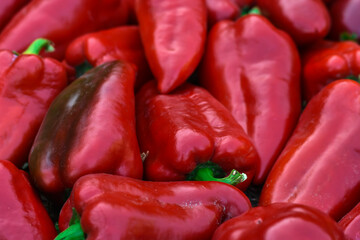 Red bell peppers on the farm. Nature food background.red sweet paprika harvest in the village. Organic peppers from garden. 
