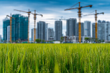 Obraz premium Green rice field in the foreground with construction cranes and skyscrapers developing a modern urban skyline under a cloudy blue sky background