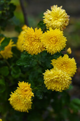Flowering yellow chrysanthemums in autumn garden. Background with blossoming autumn. Yellow floral background.