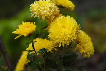 Flowering yellow chrysanthemums in autumn garden. Background with blossoming autumn. Yellow floral background.
