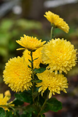 Flowering yellow chrysanthemums in autumn garden. Background with blossoming autumn. Yellow floral background.