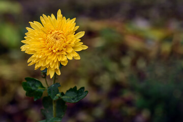 Flowering yellow chrysanthemums in autumn garden. Background with blossoming autumn. Yellow floral background.