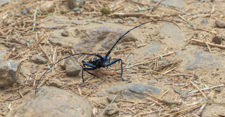 Long-horned beetle black and brown shelled with yellow pattern, unidentified