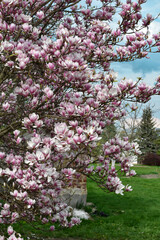 Magnolia Sulanjana flowers with petals in the spring season. Beautiful pink magnolia flowers in spring. Selective focus. Spring floral background.