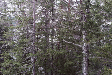 Landscape by the Sulustaddalen Valley, Toten, Norway, October 2025.