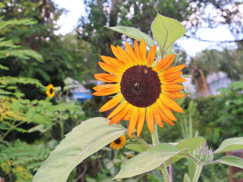 Lampin Media Gardens - Sunflower with Two Bees