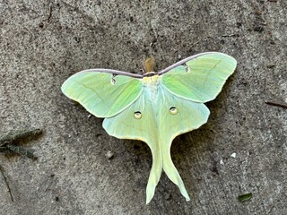Picture of moth