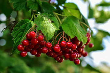Ukrainian viburnum is a symbol of Ukraine. Guelder rose red. Red ripe viburnum berries on a branch in th egarden. Medicinal plant. Immune system boosting.