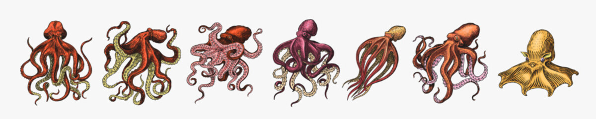 Sea octopus. Engraved hand drawn in old sketch, vintage creature. Nautical or marine, monster. Animal in the ocean. Template for logos, labels and emblems.