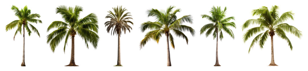 Obraz premium PNG Tropical palm trees collection variety, element set on transparent background