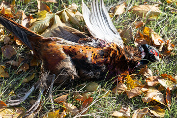 An adult rooster pheasant lies on the grass. Hunting trophy