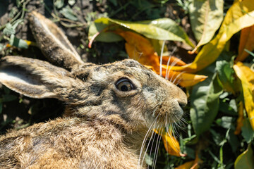 Wild hare, hunting trophy against the background of green autumn grass