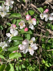 apple tree blossom