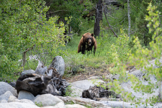 brown bear in the forest