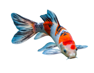 Serene Beauty — Realistic Koi Fish on Transparent Background
