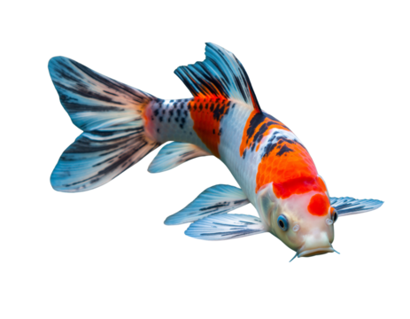 Serene Beauty — Realistic Koi Fish on Transparent Background