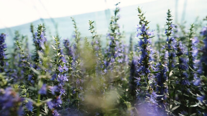 Hyssopus officinalis, commonly known as hyssop, in a garden center greenhouse. Hyssopus officinalis is grown in a plant nursery.