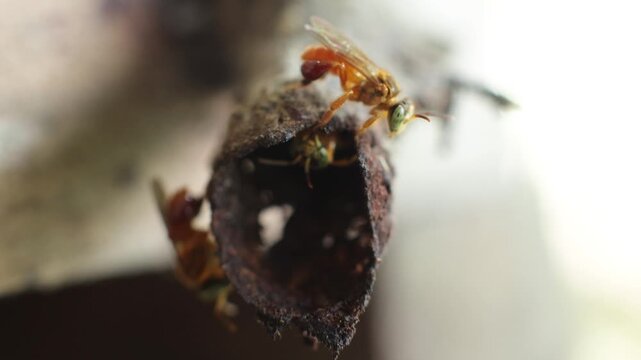 Close-up macro shot of stingless bees, a species that produces medicinal honey in the rainy forests of Peru, sustainably harvested by native communities