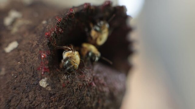 Close-up macro shot of stingless bees, a species that produces medicinal honey in the rainy forests of Peru, sustainably harvested by native communities