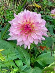 Pink Dahlia flower close up  blossom in the garden