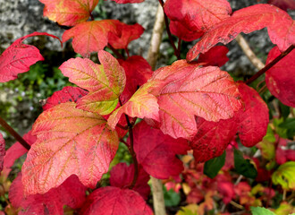 Beautiful red leaf in the autumn close up