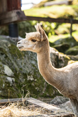 Obraz premium Brown alpaca staring attentively in shaded enclosure.