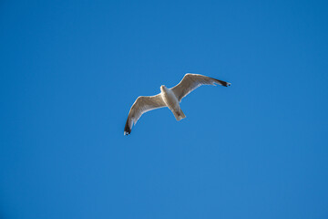 Seagull soaring gracefully in clear blue sky.